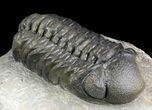 Austerops Trilobite - Great Eyes #46703-2